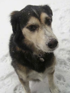 A black with white and tan Goberian dog is sitting outside in snow with snow all over its face.